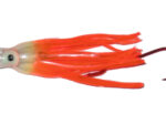 UV Orange Hottail Signature Squid