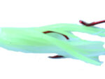 UV Chart Cotton Candy Signature Squid
