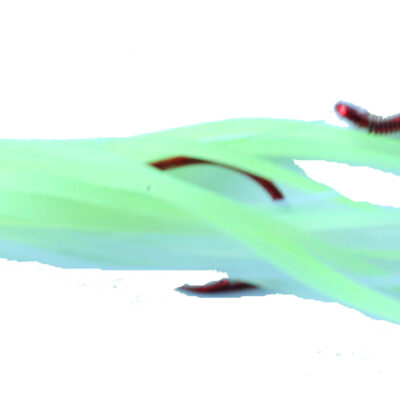 UV Chart Cotton Candy Signature Squid