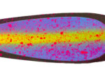 5.5" UV Apocalypse Signature Dodger
