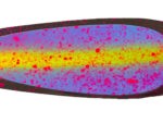 4.25" UV Apocalypse Signature Dodger