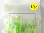 5 Pack UV Lemon Lime Splatter Squids