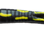 Black Coach Dog Beetle Grubs