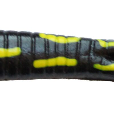 Black Coach Dog Beetle Grubs