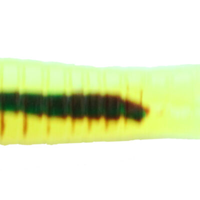 Chart Crawfish Beetle Grubs