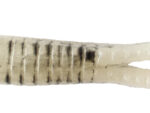 Natural Shad Bettle Grubs