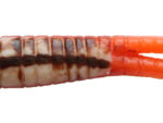 Brown Crawfish Beetle Grubs