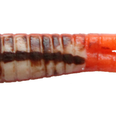 Brown Crawfish Beetle Grubs