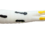 White Coach Dog Beetle Grubs