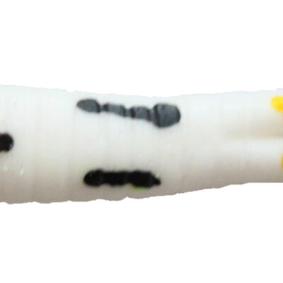 White Coach Dog Beetle Grubs