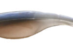 3" Blue Pro Shads