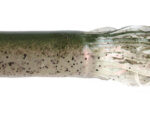 7" Pink Rainbow Tora Tubes
