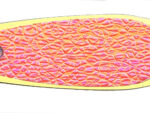 4.25" Orange Crush Gold Signature Dodger™