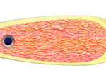 5.5" Orange Crush Gold Signature Dodger™